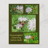 Hummingbird Clear Wing Moth Coordinating Items Briefkaart (Voorkant)