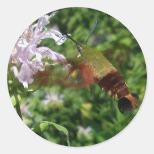 Hummingbird Clear Wing Moth Coordinating Items Ronde Sticker