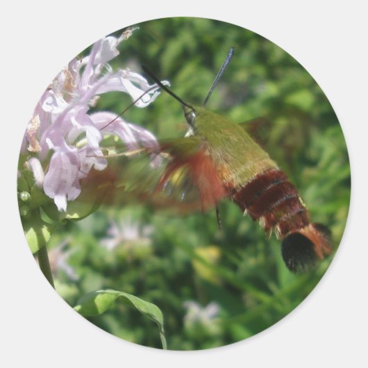 Hummingbird Clear Wing Moth Coordinating Items Ronde Sticker (Voorkant)