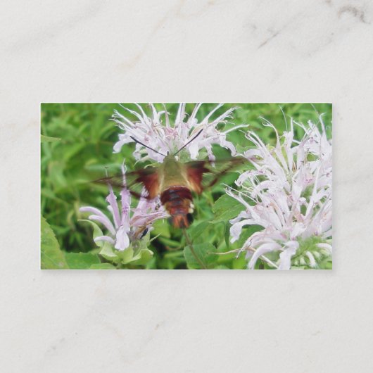 Hummingbird Clear Wing Moth Visitekaartje (Achterkant)
