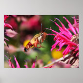 Hummingbird Clearing & Bee Balm 2 Poster (Voorkant)