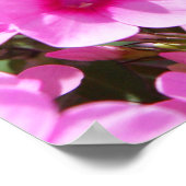 Hummingbird Clearing & Phlox 3 Poster (Hoek)