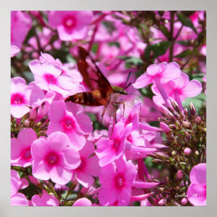 Hummingbird Clearing & Phlox 3 Poster