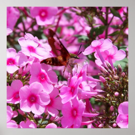 Hummingbird Clearing & Phlox 3 Poster (Voorkant)