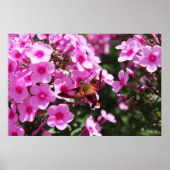 Hummingbird Clearings & Phlox 2 Poster (Voorkant)