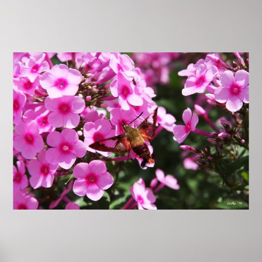 Hummingbird Clearings & Phlox 2 Poster (Voorkant)