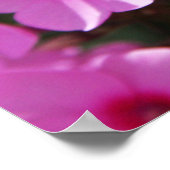 Hummingbird Clearings & Phlox 2 Poster (Hoek)