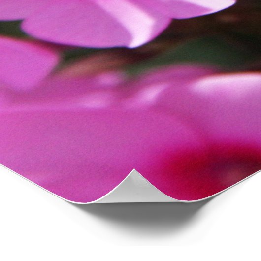 Hummingbird Clearings & Phlox 2 Poster (Hoek)