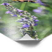 Hummingbird Clearmoth in Lavender Field Foto Afdruk (Hoek)