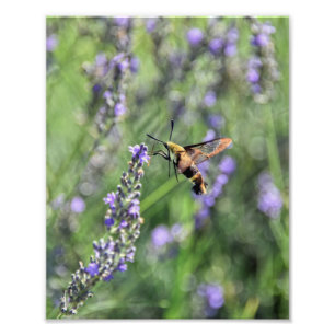 Hummingbird Clearmoth in Lavender Field Foto Afdruk