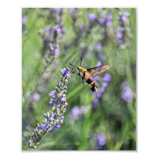 Hummingbird Clearmoth in Lavender Field Foto Afdruk (Voorkant)
