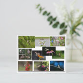 Hummingbird Collage Briefkaart (Staand voorkant)