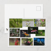 Hummingbird Collage Briefkaart (Voorkant / Achterkant)