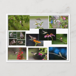 Hummingbird Collage Briefkaart