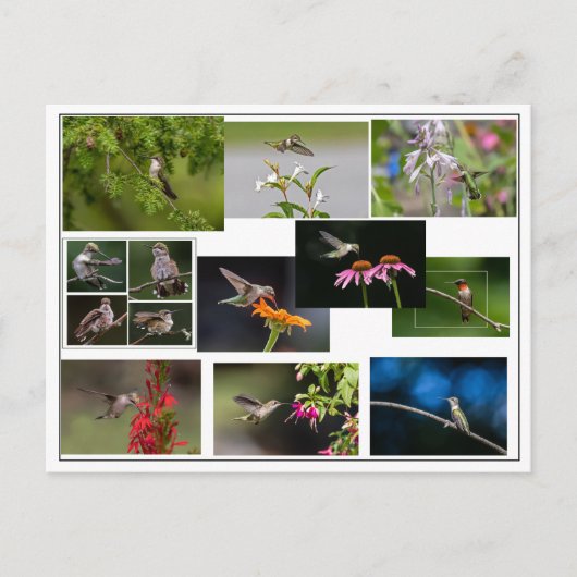 Hummingbird Collage Briefkaart (Voorkant)