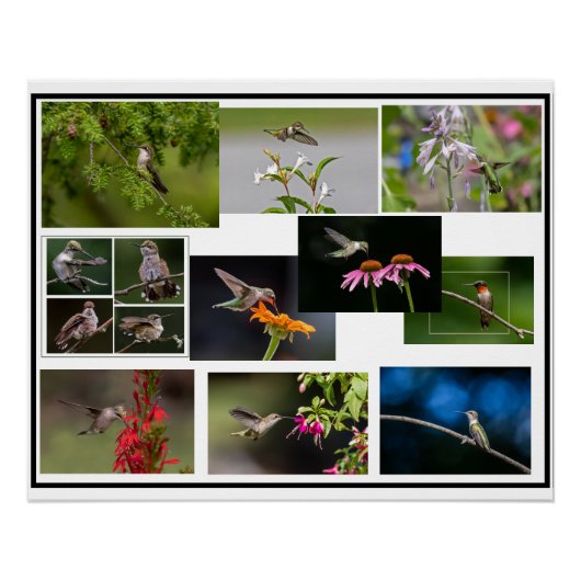Hummingbird Collage Perfect Poster (Voorkant)