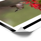 Hummingbird Collage Perfect Poster (Hoek)