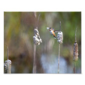 Hummingbird Collect Cattail Fluff Foto Afdruk (Voorkant)