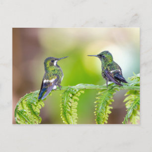 Hummingbird Couple op een lef Briefkaart