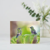 Hummingbird Couple op een lef Briefkaart (Staand voorkant)