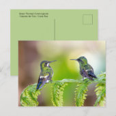 Hummingbird Couple op een lef Briefkaart (Voorkant / Achterkant)