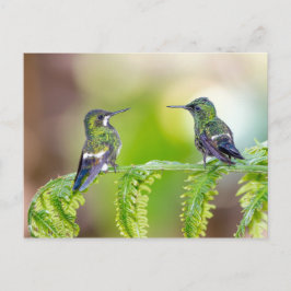 Hummingbird Couple op een lef Briefkaart