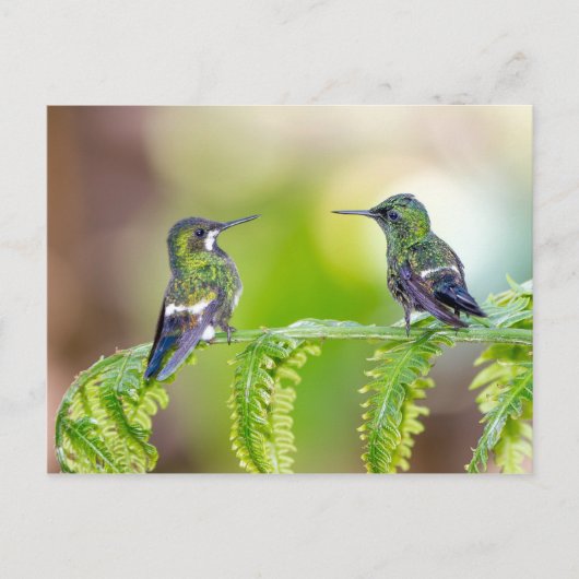 Hummingbird Couple op een lef Briefkaart (Voorkant)