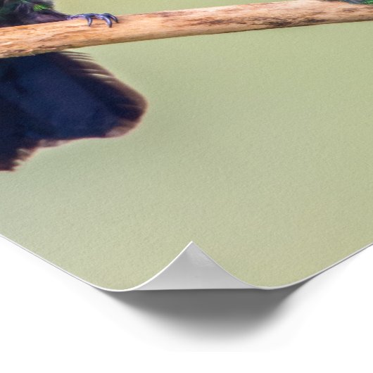 Hummingbird Couple, samen geperst Poster (Hoek)