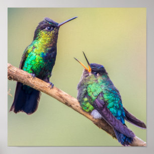 Hummingbird Couple, samen geperst Poster