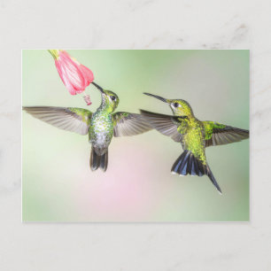 Hummingbird Couple vliegen zij aan zij Briefkaart