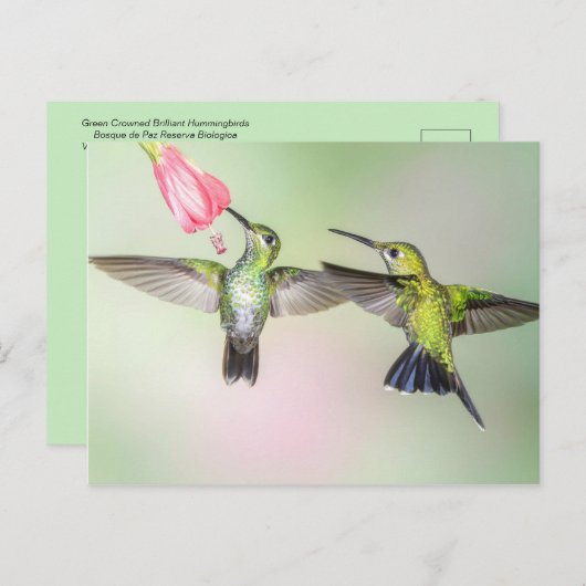 Hummingbird Couple vliegen zij aan zij Briefkaart (Voorkant / Achterkant)