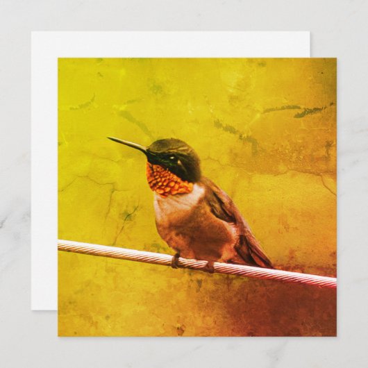 Hummingbird Dank je (Voorkant / Achterkant)