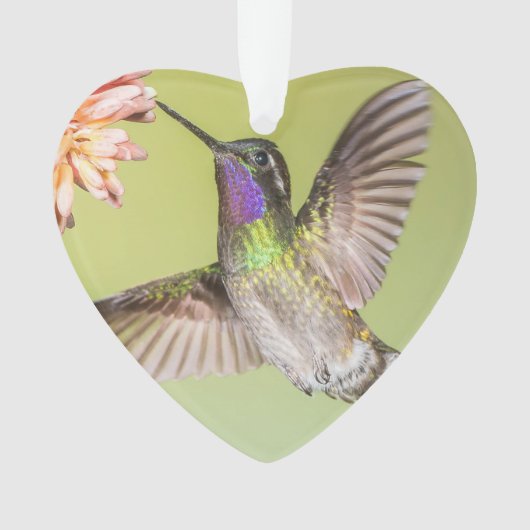 Hummingbird die vliegt naar een naam van een bloem ornament (voorkant)