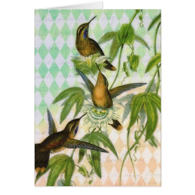Hummingbird Digital Art (Voorkant)