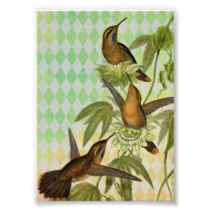 Hummingbird Digital Art Foto Afdruk