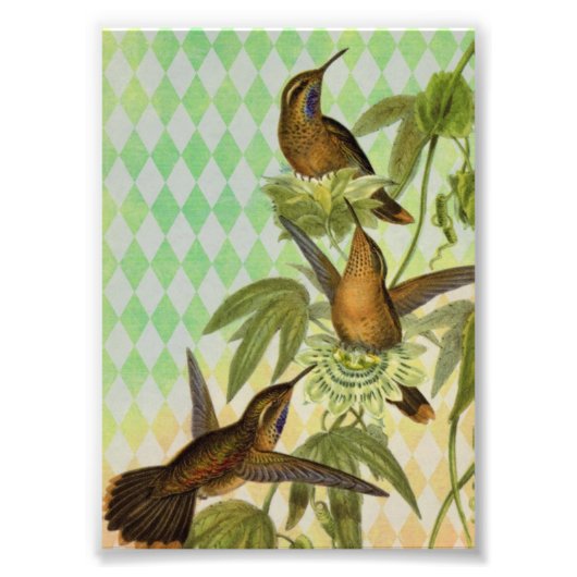 Hummingbird Digital Art Foto Afdruk (Voorkant)