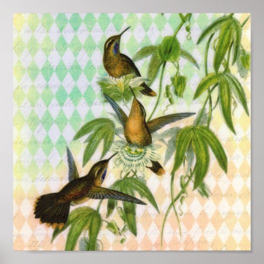 Hummingbird Digital Art Poster (Voorkant)