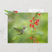 Hummingbird Dream Garden Briefkaart (Voorkant / Achterkant)