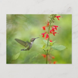 Hummingbird Dream Garden Briefkaart
