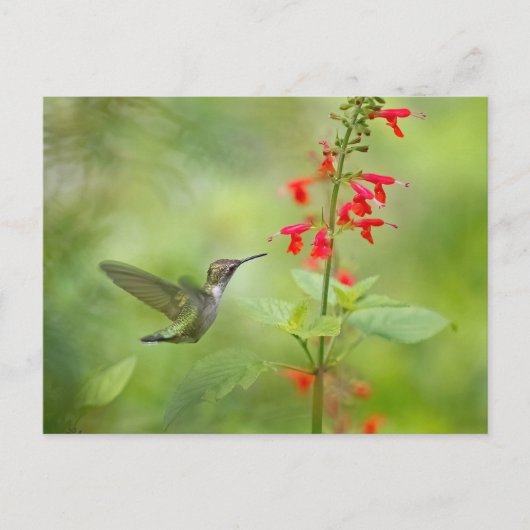 Hummingbird Dream Garden Briefkaart (Voorkant)