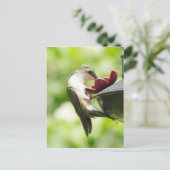 Hummingbird Eating Briefkaart (Staand voorkant)