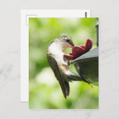 Hummingbird Eating Briefkaart (Voorkant / Achterkant)