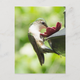 Hummingbird Eating Briefkaart