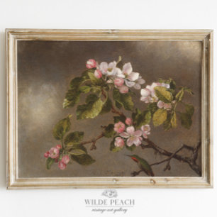 Hummingbird en Apple Blossom  schilderen Poster