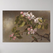Hummingbird en Apple Blossom  schilderen Poster (Voorkant)