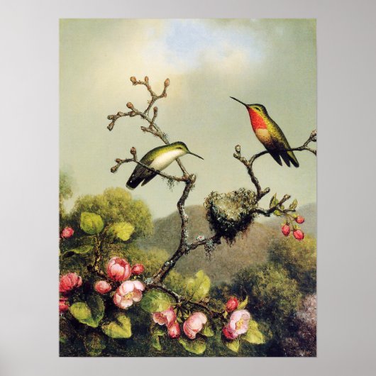 Hummingbird Family en Apple Blossom Poster (Voorkant)