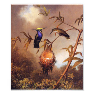 Hummingbird Family Print Foto Afdruk