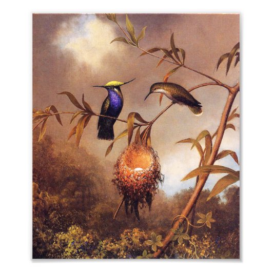 Hummingbird Family Print Foto Afdruk (Voorkant)