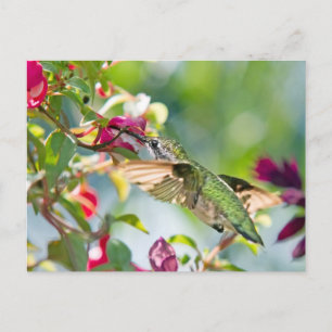 Hummingbird Fast Food Briefkaart