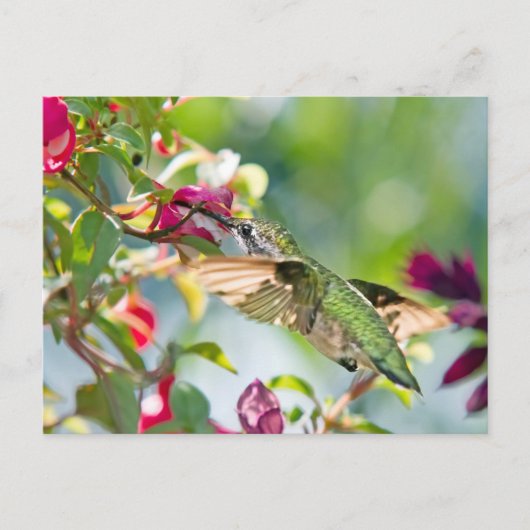 Hummingbird Fast Food Briefkaart (Voorkant)